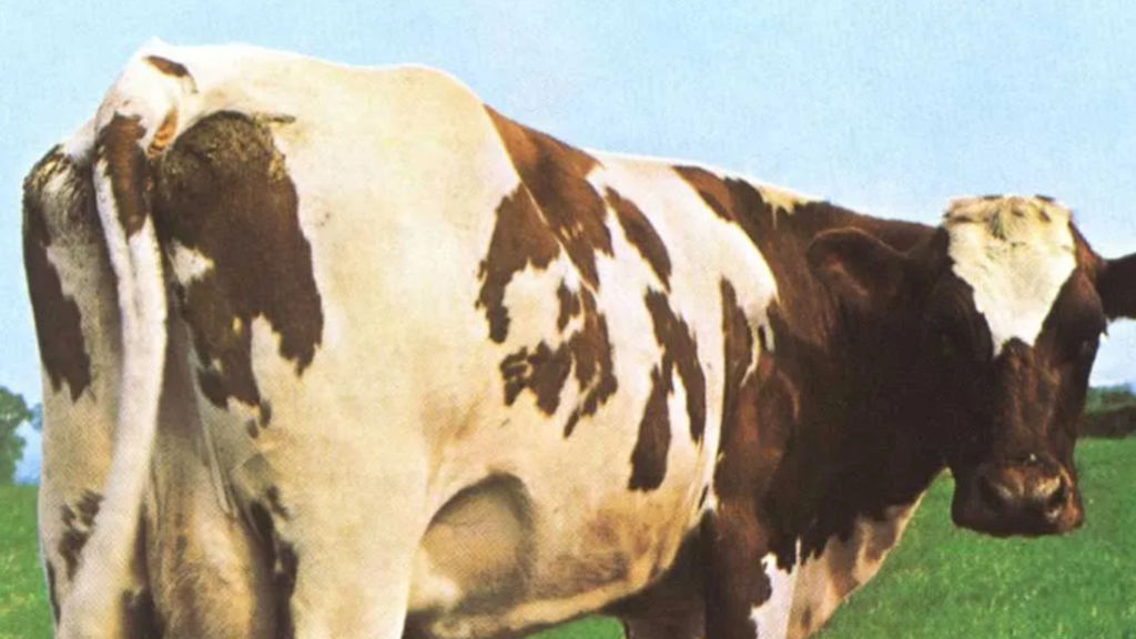 Cow