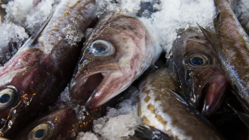 Fish