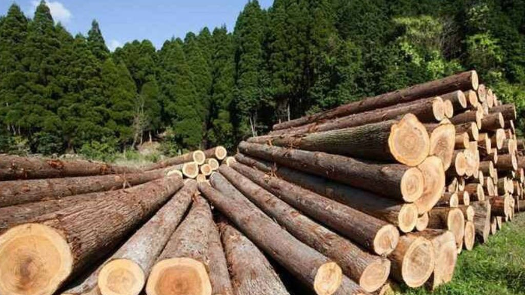 Russian Timber