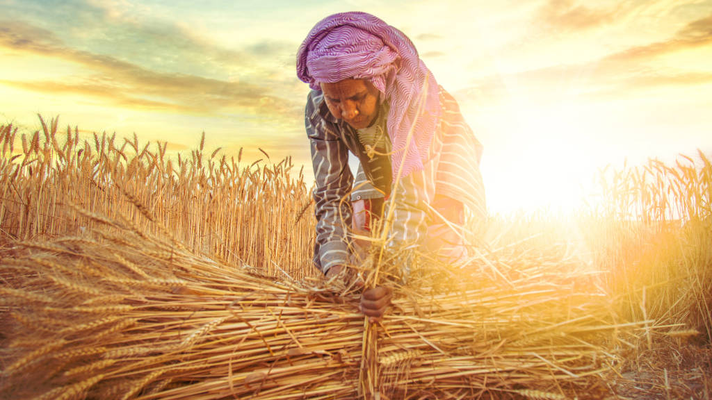 Russia Could Become India’s Largest Wheat Supplier in 2024 / 25