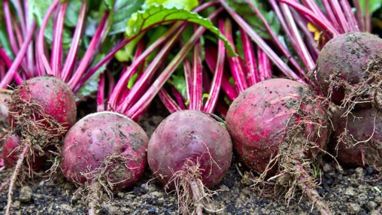 beetroot