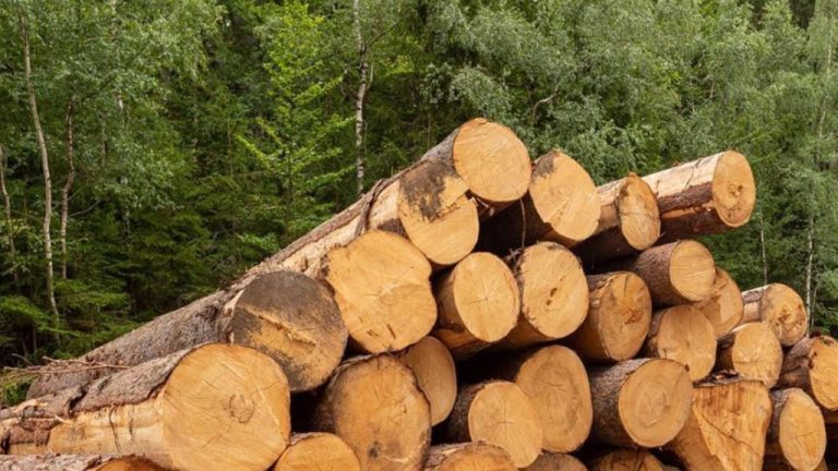 Timber Image